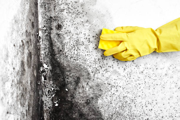 Forensic Mold Investigation in Turpin Hills, OH